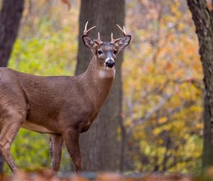 Preview wallpaper deer, animal, antlers, wildlife