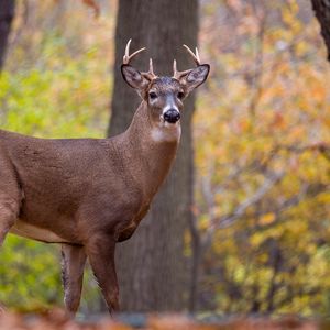 Preview wallpaper deer, animal, antlers, wildlife