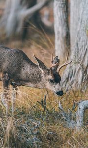 Preview wallpaper deer, animal, brown, branch, grass