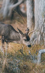 Preview wallpaper deer, animal, brown, branch, grass