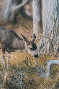 Preview wallpaper deer, animal, brown, branch, grass