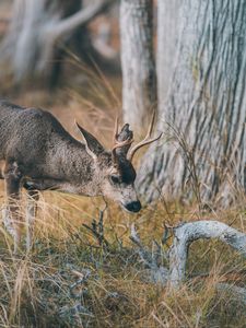 Preview wallpaper deer, animal, brown, branch, grass