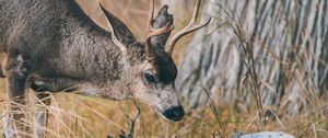 Preview wallpaper deer, animal, brown, branch, grass