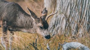 Preview wallpaper deer, animal, brown, branch, grass