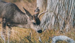 Preview wallpaper deer, animal, brown, branch, grass