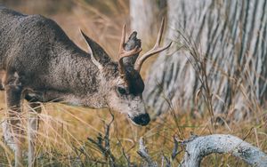 Preview wallpaper deer, animal, brown, branch, grass