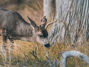 Preview wallpaper deer, animal, brown, branch, grass