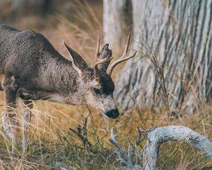 Preview wallpaper deer, animal, brown, branch, grass