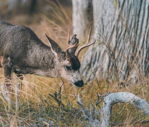 Preview wallpaper deer, animal, brown, branch, grass