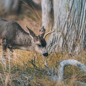 Preview wallpaper deer, animal, brown, branch, grass