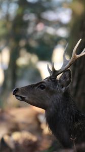 Preview wallpaper deer, animal, brown, wildlife