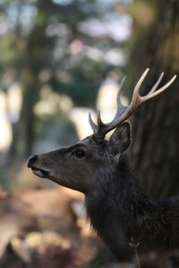 Preview wallpaper deer, animal, brown, wildlife