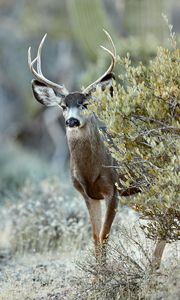 Preview wallpaper deer, animal, bush, wildlife