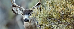 Preview wallpaper deer, animal, bush, wildlife
