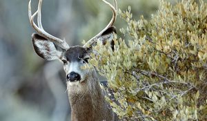 Preview wallpaper deer, animal, bush, wildlife