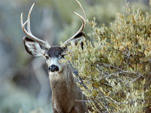 Preview wallpaper deer, animal, bush, wildlife