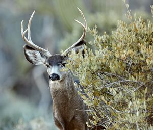 Preview wallpaper deer, animal, bush, wildlife