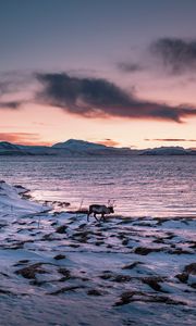Preview wallpaper deer, animal, coast, mountains, snow, snowy