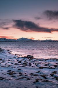 Preview wallpaper deer, animal, coast, mountains, snow, snowy