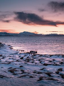 Preview wallpaper deer, animal, coast, mountains, snow, snowy