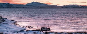 Preview wallpaper deer, animal, coast, mountains, snow, snowy