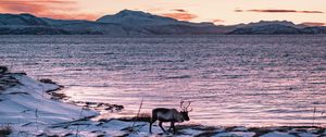 Preview wallpaper deer, animal, coast, mountains, snow, snowy