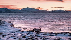 Preview wallpaper deer, animal, coast, mountains, snow, snowy