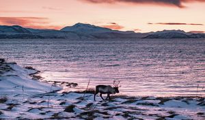 Preview wallpaper deer, animal, coast, mountains, snow, snowy