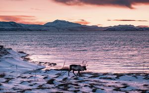 Preview wallpaper deer, animal, coast, mountains, snow, snowy