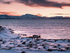 Preview wallpaper deer, animal, coast, mountains, snow, snowy