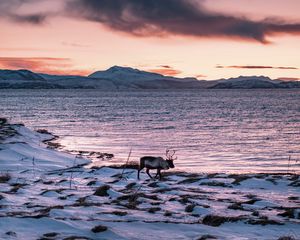 Preview wallpaper deer, animal, coast, mountains, snow, snowy