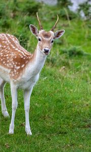 Preview wallpaper deer, animal, cub, antlers, wildlife