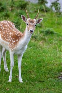 Preview wallpaper deer, animal, cub, antlers, wildlife