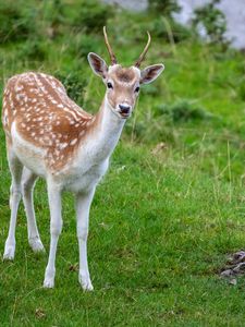 Preview wallpaper deer, animal, cub, antlers, wildlife