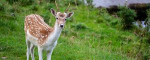 Preview wallpaper deer, animal, cub, antlers, wildlife