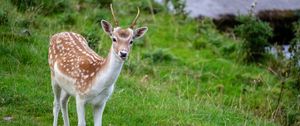 Preview wallpaper deer, animal, cub, antlers, wildlife