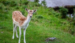 Preview wallpaper deer, animal, cub, antlers, wildlife