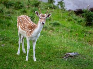 Preview wallpaper deer, animal, cub, antlers, wildlife