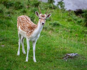 Preview wallpaper deer, animal, cub, antlers, wildlife