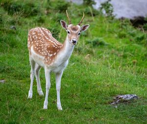 Preview wallpaper deer, animal, cub, antlers, wildlife