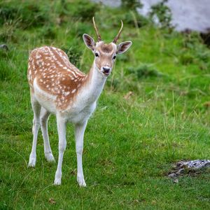 Preview wallpaper deer, animal, cub, antlers, wildlife