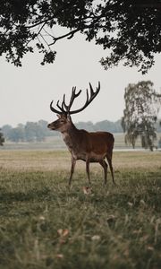 Preview wallpaper deer, animal, field, wildlife