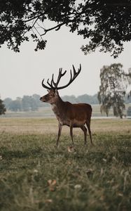Preview wallpaper deer, animal, field, wildlife