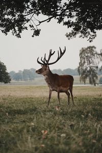 Preview wallpaper deer, animal, field, wildlife