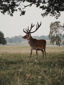 Preview wallpaper deer, animal, field, wildlife