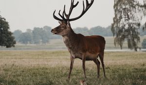 Preview wallpaper deer, animal, field, wildlife