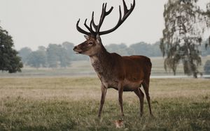 Preview wallpaper deer, animal, field, wildlife