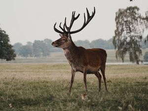 Preview wallpaper deer, animal, field, wildlife