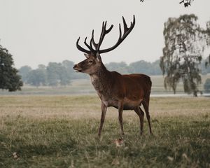 Preview wallpaper deer, animal, field, wildlife