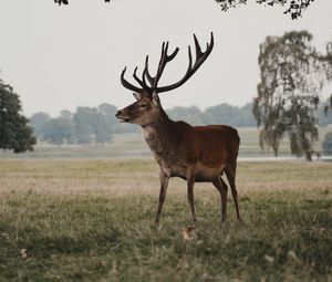 Preview wallpaper deer, animal, field, wildlife
